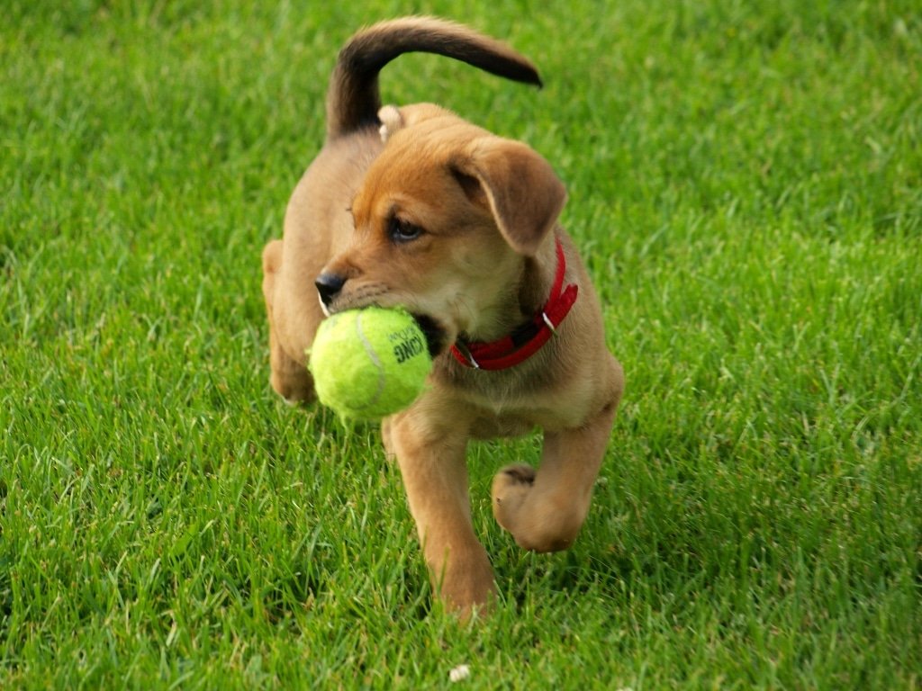 moneymagpie_dog-with-ball moneymagpie_dog-with-ball