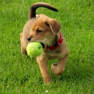 moneymagpie_dog-with-ball
